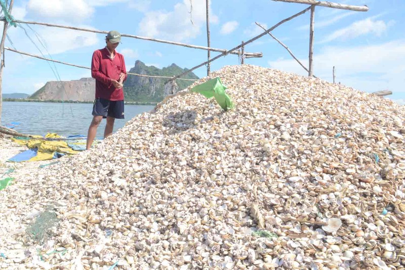 Thuy san chet hang loat o Kien Giang: Nhieu chi tieu vuot nguong