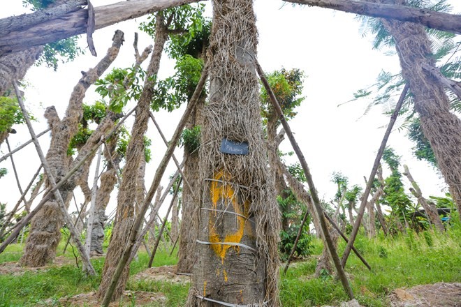 Hang cay xa cu Kim Ma “hoi sinh” manh me sau 7 thang di doi-Hinh-10