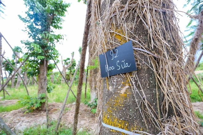 Hang cay xa cu Kim Ma “hoi sinh” manh me sau 7 thang di doi-Hinh-12