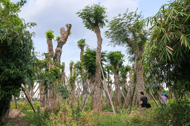 Hang cay xa cu Kim Ma “hoi sinh” manh me sau 7 thang di doi-Hinh-3