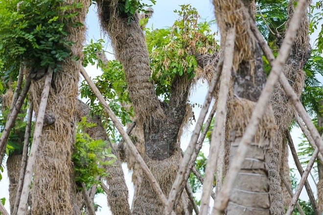 Hang cay xa cu Kim Ma “hoi sinh” manh me sau 7 thang di doi-Hinh-5