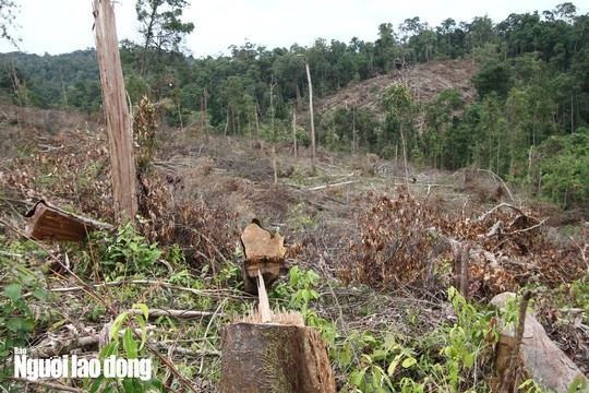 Lam Dong: Rung bi triet ha khong thuong tiec-Hinh-8