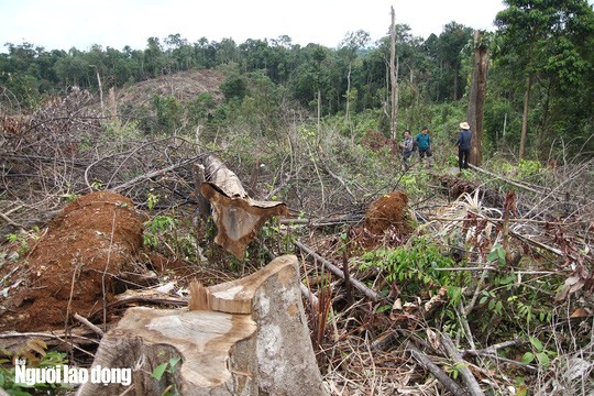 Lam Dong: Rung bi triet ha khong thuong tiec-Hinh-9