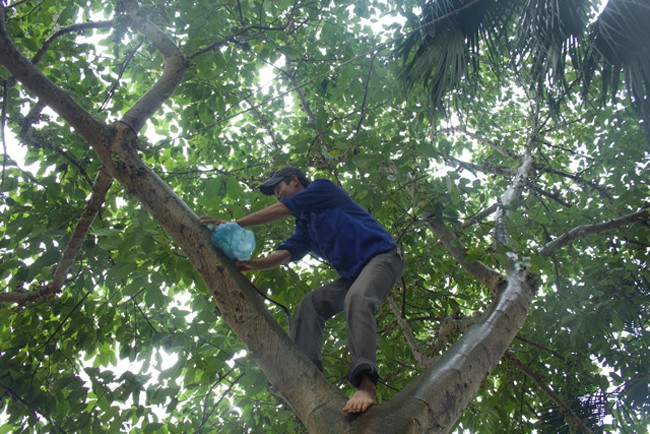 Man nhan cay sung qua moc chi chit canh ho Thu Le - Ha Noi-Hinh-11