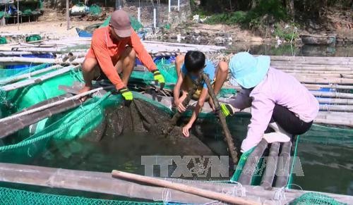 Ca nuoi long be chet hang loat o Phu Yen chua ro nguyen nhan