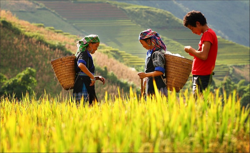 Tuyet dep bo anh Tay Bac mua lua chin ruc ro sac vang-Hinh-7