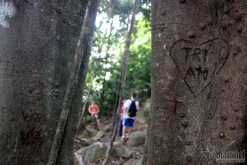 Ngan ngam loi to tinh tren cay da 800 tuoi-Hinh-10