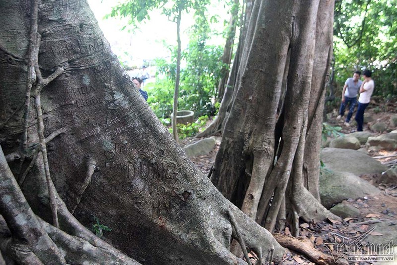 Ngan ngam loi to tinh tren cay da 800 tuoi-Hinh-8