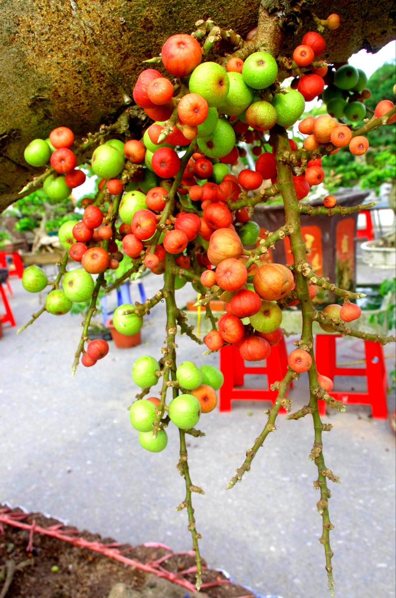 Tan mat &quot;quai&quot; sung doc di tram trieu xuong pho Ha Noi-Hinh-11