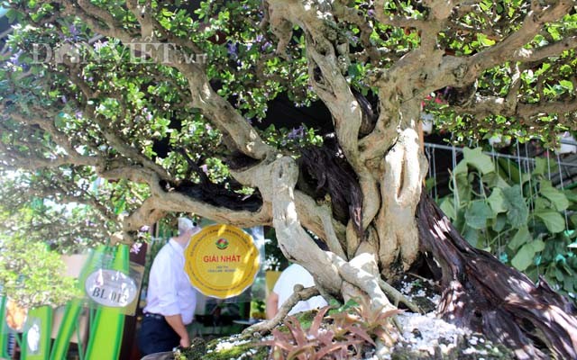 Ngam loat cay bonsai vo gia cua danh hai Hoai Linh-Hinh-3