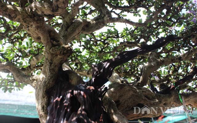 Ngam loat cay bonsai vo gia cua danh hai Hoai Linh-Hinh-4