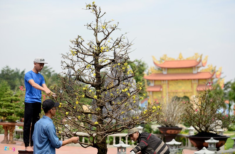 Ngam loat cay bonsai vo gia cua danh hai Hoai Linh-Hinh-7