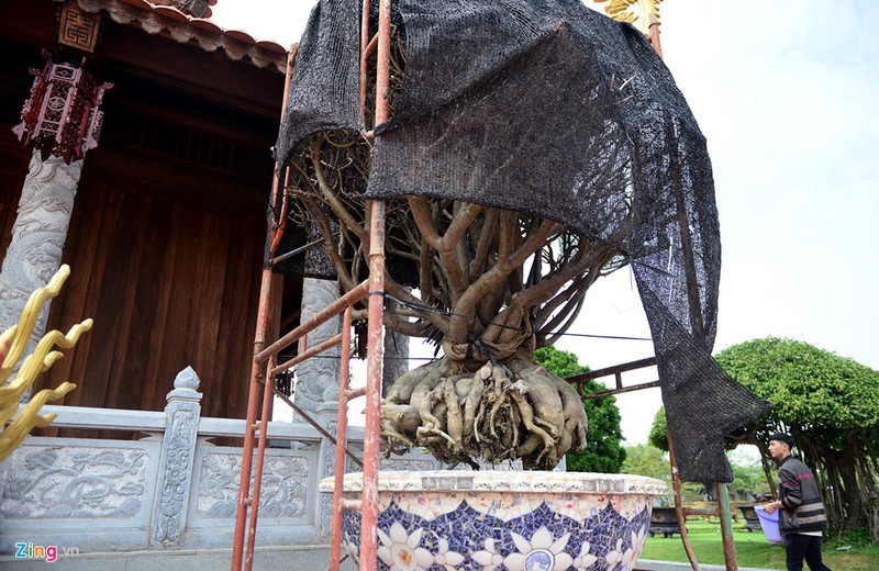 Ngam loat cay bonsai vo gia cua danh hai Hoai Linh-Hinh-9