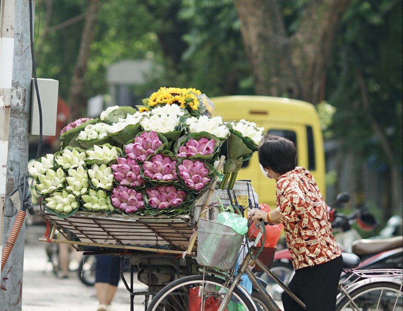 That thu vi vang nguoi chup anh, chu vuon nang gia sen de... go von-Hinh-11