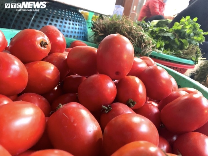 Ha Noi: Ca chua tang gia dung dung, ba noi tro phat hoang