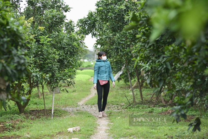 Mua hoa buoi ngat huong o Ha Noi-Hinh-2