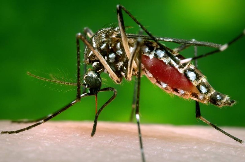 Nhat Ban xac nhan ca nhiem virus Zika dau tien