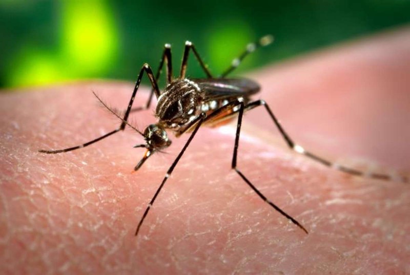 Virus Zika co the gay ton thuong nao nguoi lon nghiem trong