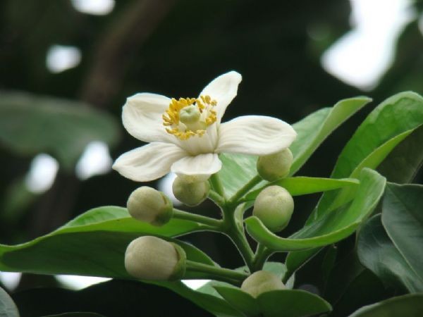 Nhung loi ich khong ngo cua hoa buoi voi suc khoe