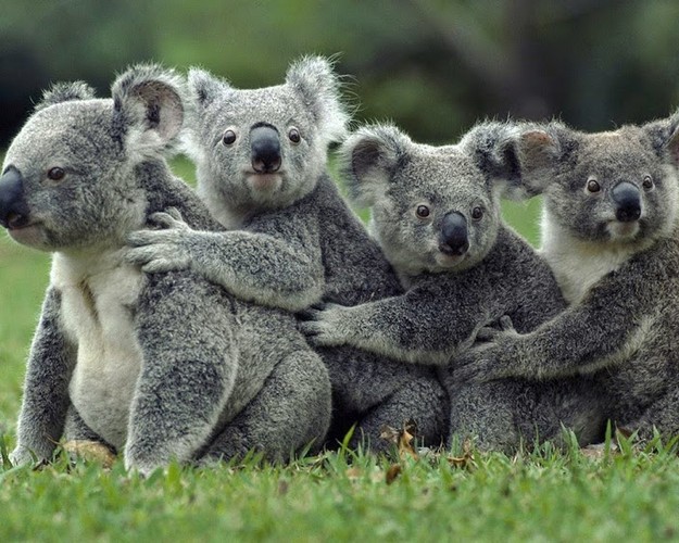 nhung-su-that-bat-ngo-ve-loai-gau-koala.jpg