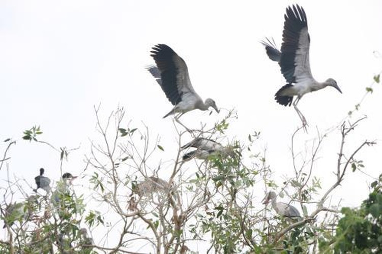 Dieu it nguoi biet ve loai co nhan quy hiem cua VN-Hinh-7