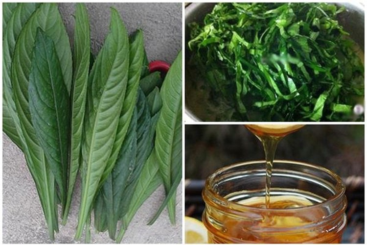 Khám phá những tác dụng tuyệt vời của lá xương sông - Hình 6 Kham pha nhung tac dung tuyet voi cua la xuong song-Hinh-6