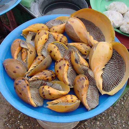 Cách làm 3 món nộm ốc, chồng càng ăn càng nghiện Cach lam 3 mon nom oc, chong cang an cang nghien
