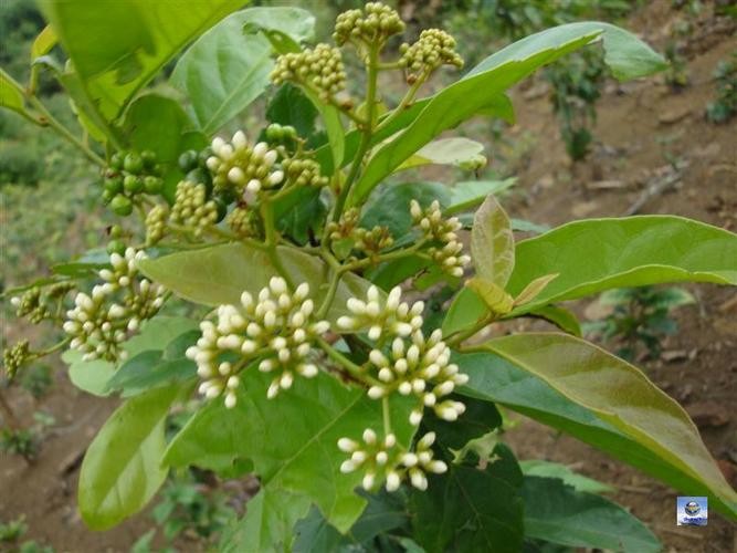 Bài thuốc dân gian trị cao huyết áp an toàn, hiệu quả nhất - Hình 2 Bai thuoc dan gian tri cao huyet ap an toan, hieu qua nhat-Hinh-2