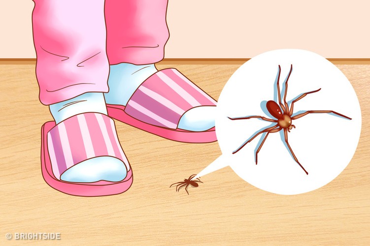 7 cách chắc chắn sẽ đuổi sạch côn trùng khỏi nhà bạn - Hình 4 7 cach chac chan se duoi sach con trung khoi nha ban-Hinh-4