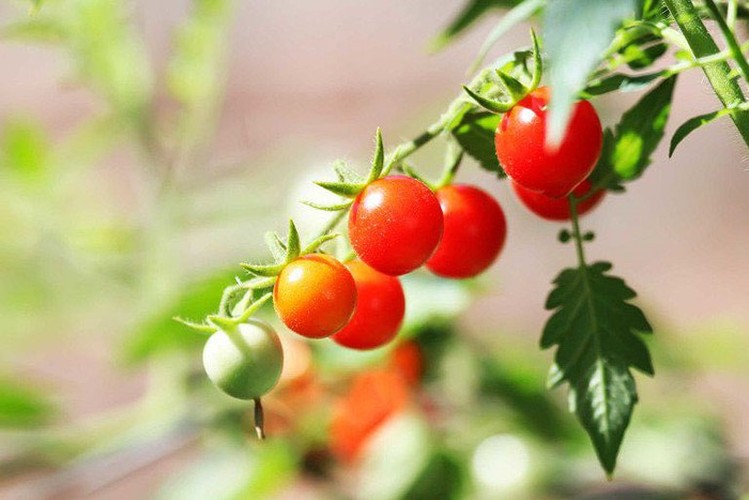 7 loại thực phẩm người bị vẩy nến cần tránh xa - Hình 2 7 loai thuc pham nguoi bi vay nen can tranh xa-Hinh-2
