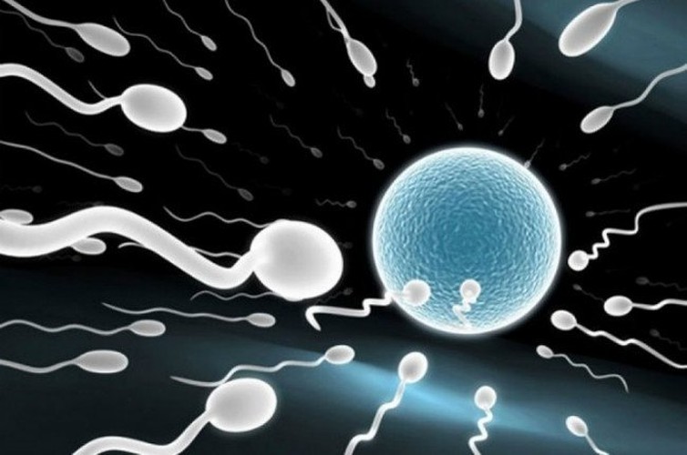 9 sự thật về tinh binh, cánh mày râu cũng bất ngờ - Hình 5 9 su that ve tinh binh, canh may rau cung bat ngo-Hinh-5