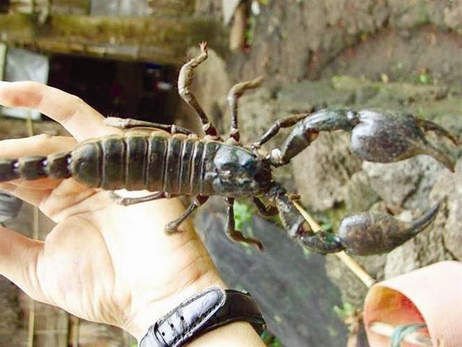 Khám phá món bò cạp Bảy Núi vừa ngon vừa sợ ở An Giang - Hình 3 Kham pha mon bo cap Bay Nui vua ngon vua so o An Giang-Hinh-3
