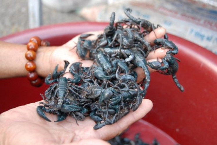 Khám phá món bò cạp Bảy Núi vừa ngon vừa sợ ở An Giang - Hình 7 Kham pha mon bo cap Bay Nui vua ngon vua so o An Giang-Hinh-7