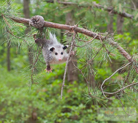 loat-anh-thu-co-tui-opot-khien-nguoi-xem-me-tit-Hinh-8.jpg