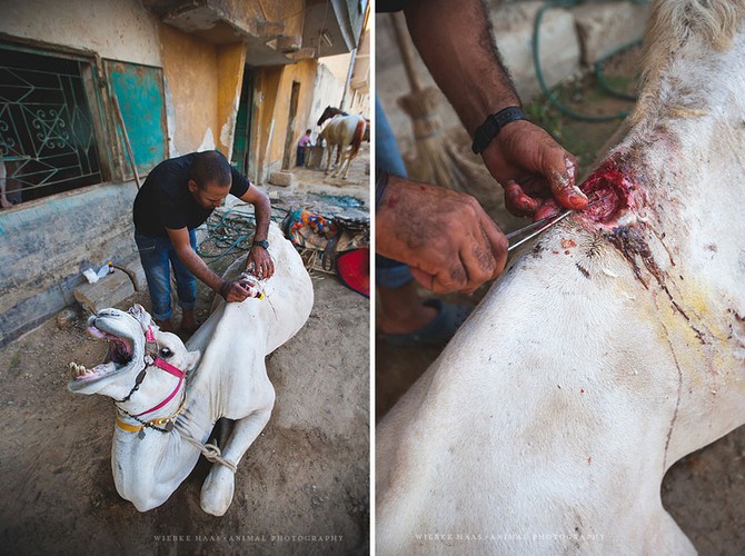 Số phận bi thảm của lạc đà ở Ai Cập: Chở khách 20h/ngày, già chết bị xẻ thịt. 7