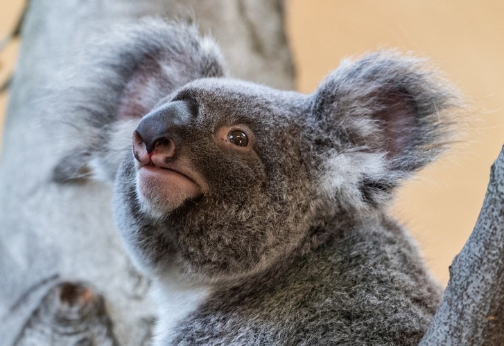 La lung gau koala chi ngoi khong, an la cung “don tim” khach-Hinh-4