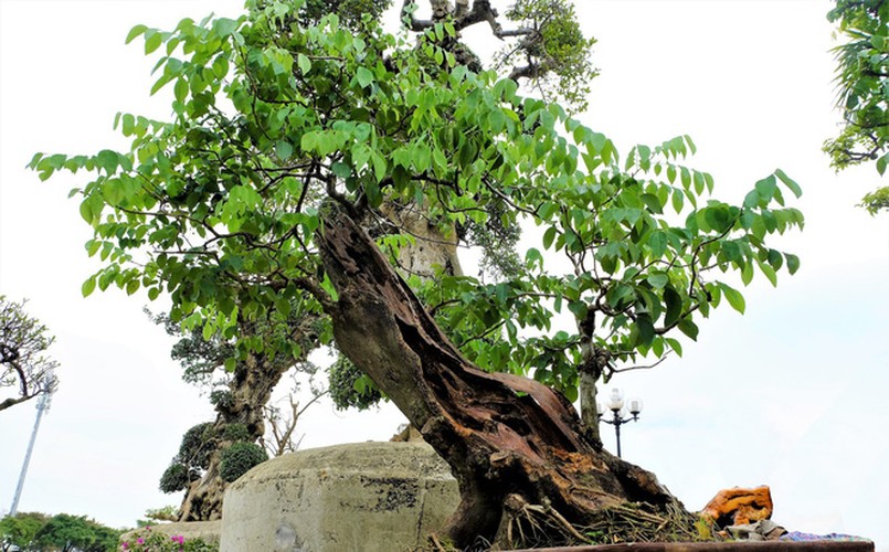 Loat bonsai go lua dep kho roi mat-Hinh-5