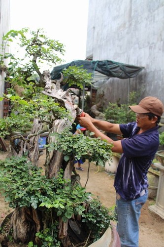 Loat bonsai go lua dep kho roi mat-Hinh-7