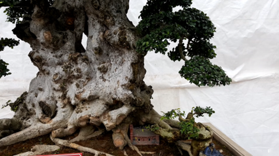 Chiem nguong loat cay bonsai nghin nam tuoi-Hinh-3