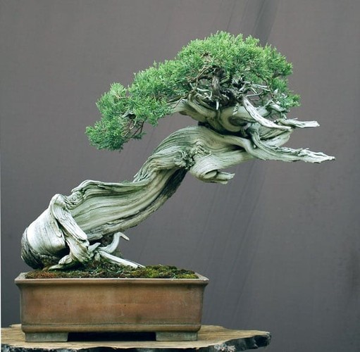 10 kiet tac bonsai dep hiem co, gia 