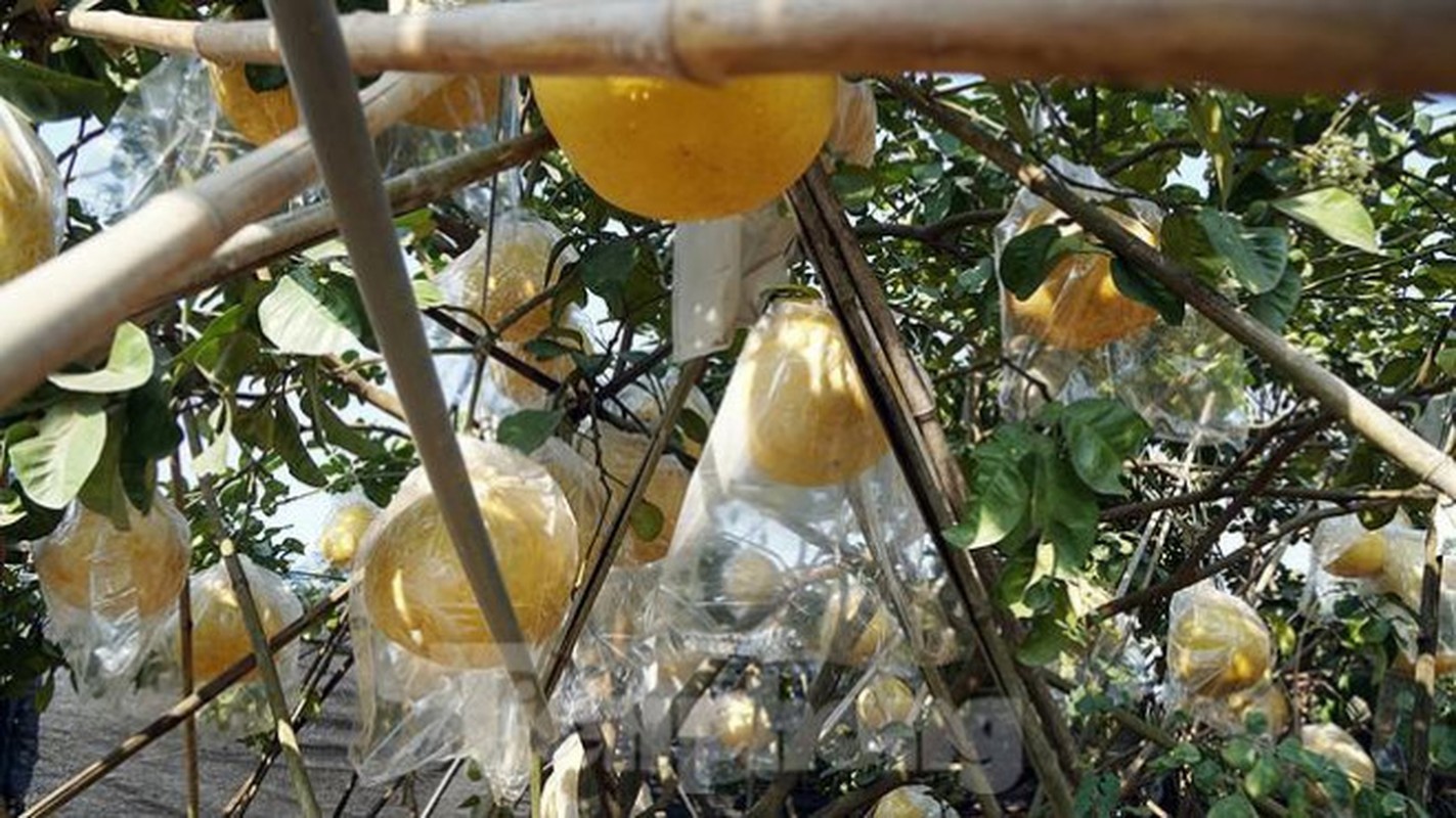 Buoi khong lo o Hai Phong chay hang ngay gan Tet-Hinh-6