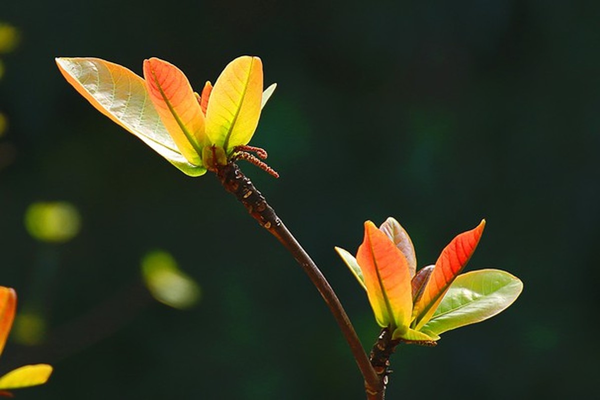 Du o tuoi nao sinh vao nhung ngay am lich nay ban cung duoc than Phat do tri