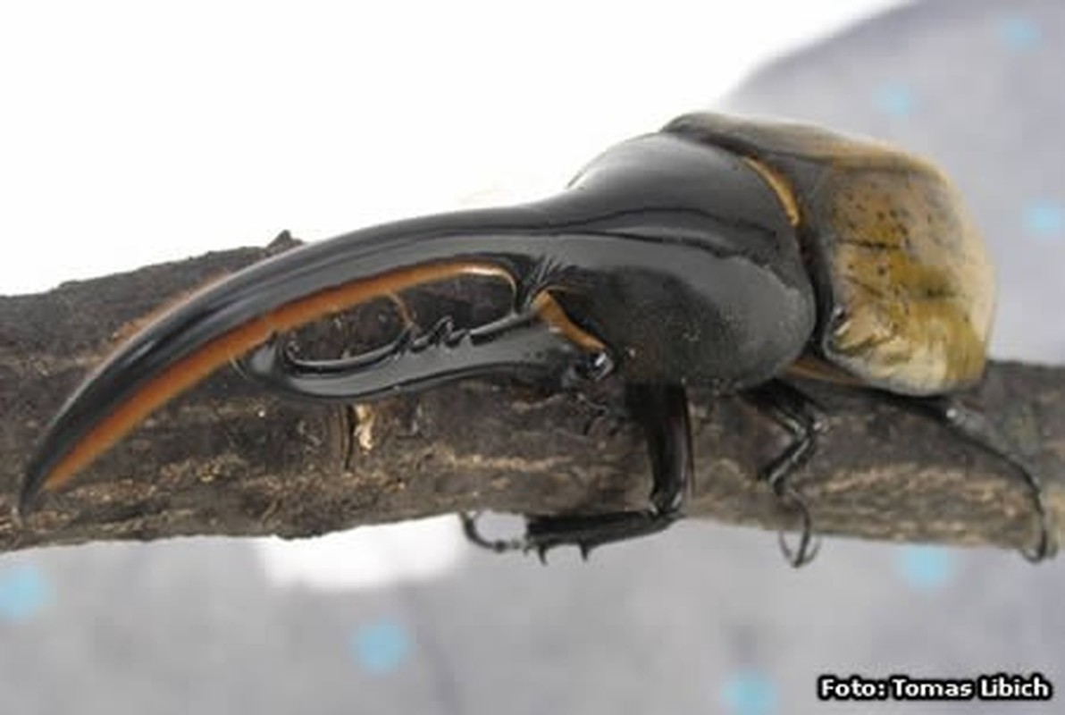Bọ cánh cứng tê giác ( Hercules Beetle) sống ở Nam Mỹ. Chúng có thể phát triển đến 15 cm ( tính cả phần sừng). Nhờ sở hữu lớp vỏ rất cứng, nên loài bọ này có thể mang một vật nặng gấp 850 lần so với trọng lượng của chúng. Loài này khá hiền, và chỉ ăn thực vật. Thỉnh thoảng, con đực đánh nhau với con cái để yêu cầu giao phối.