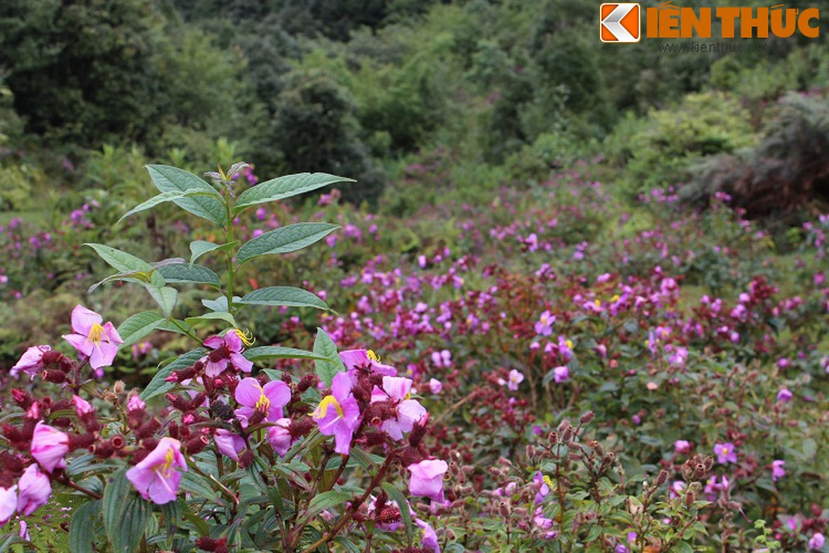 Gioi tre dua nhau chinh phuc noc nha Dong Duong-Hinh-3