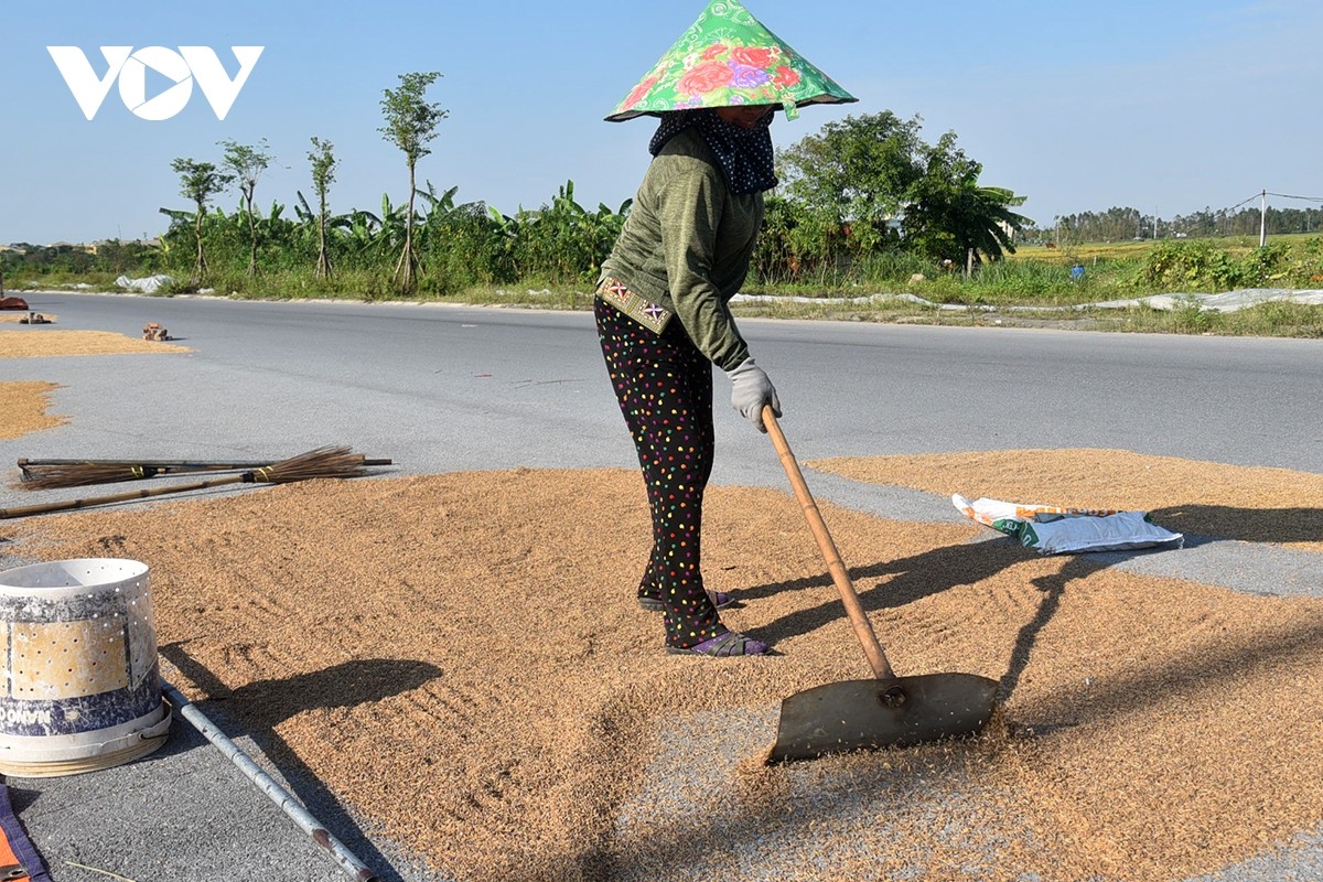 View - 	Bão đi qua, nông dân xót xa gặt thóc thối mọc mầm 