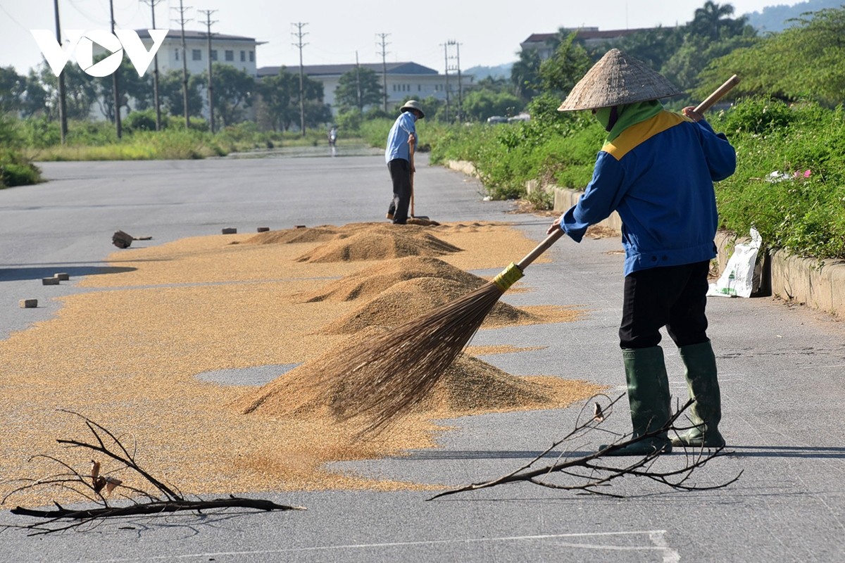 View - 	Bão đi qua, nông dân xót xa gặt thóc thối mọc mầm 