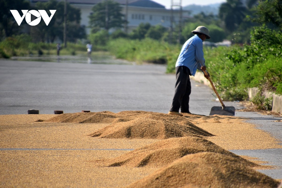 View - 	Bão đi qua, nông dân xót xa gặt thóc thối mọc mầm 