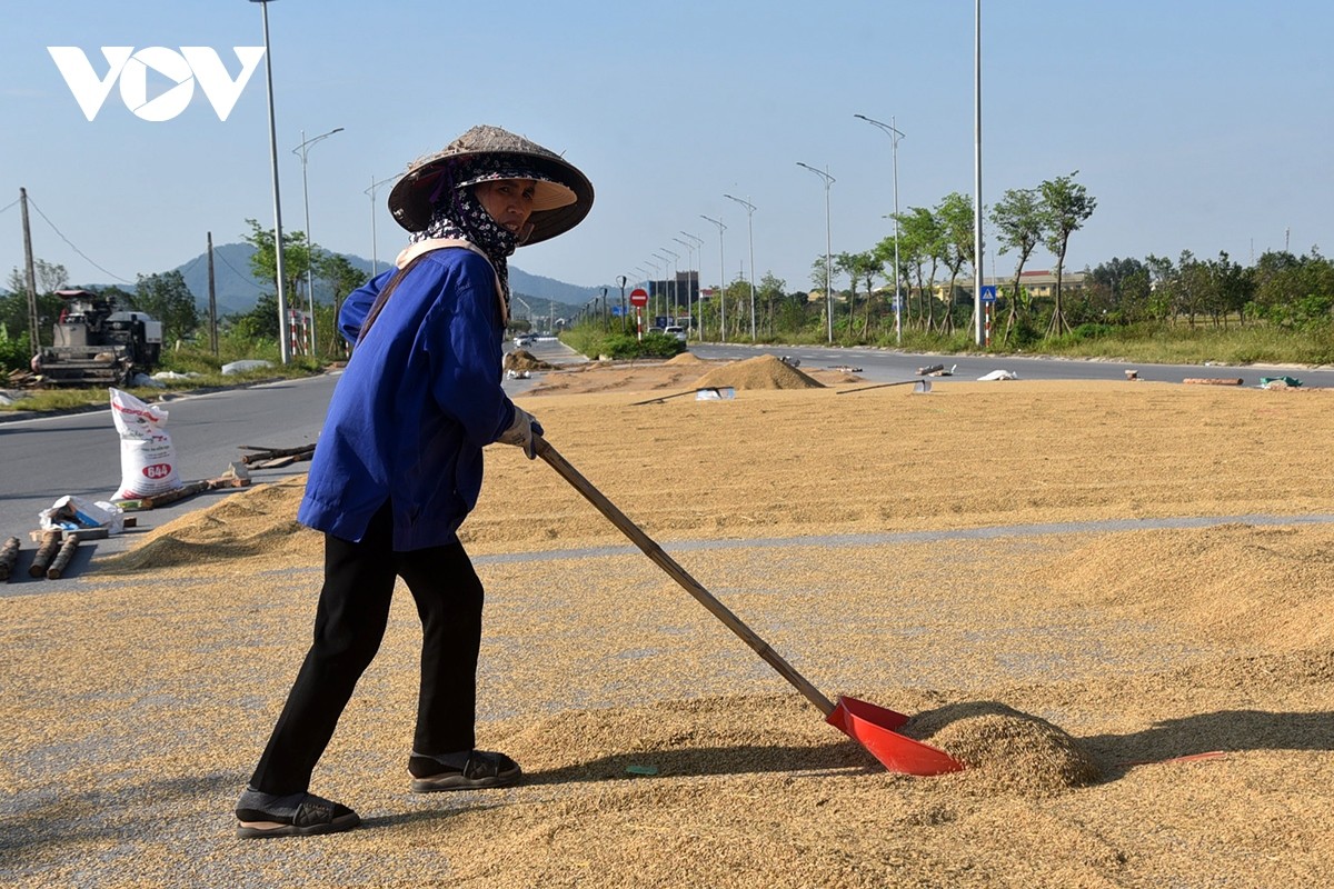 View - 	Bão đi qua, nông dân xót xa gặt thóc thối mọc mầm 