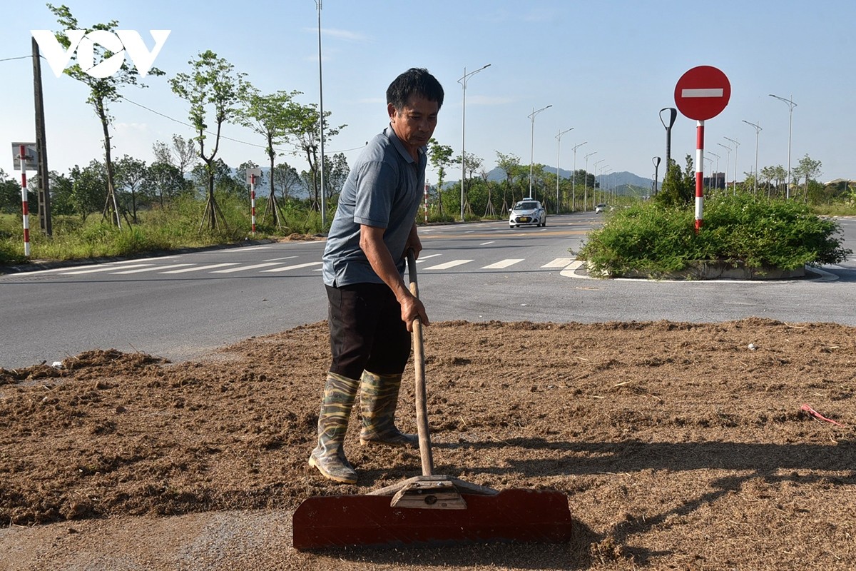 View - 	Bão đi qua, nông dân xót xa gặt thóc thối mọc mầm 