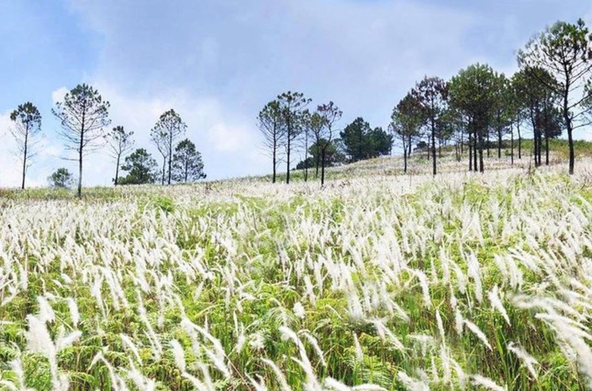 Xa rac vo toi va tren doi thong, diem ‘san may’ Da Lat-Hinh-4